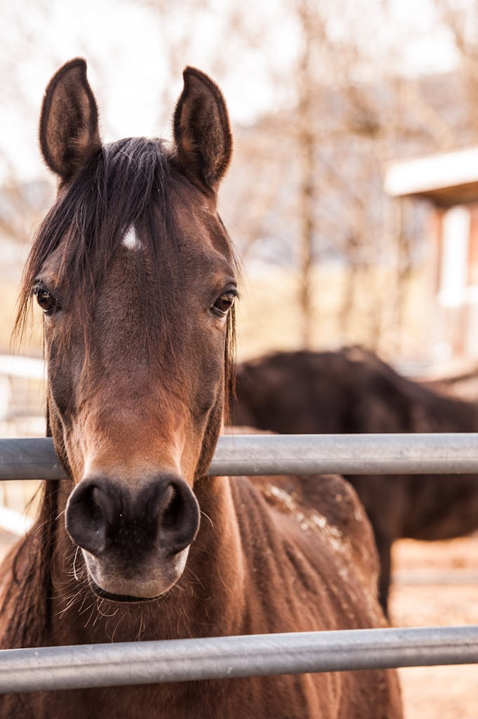 Majestic brown horse looking directly at the camera in an open pasture setting.